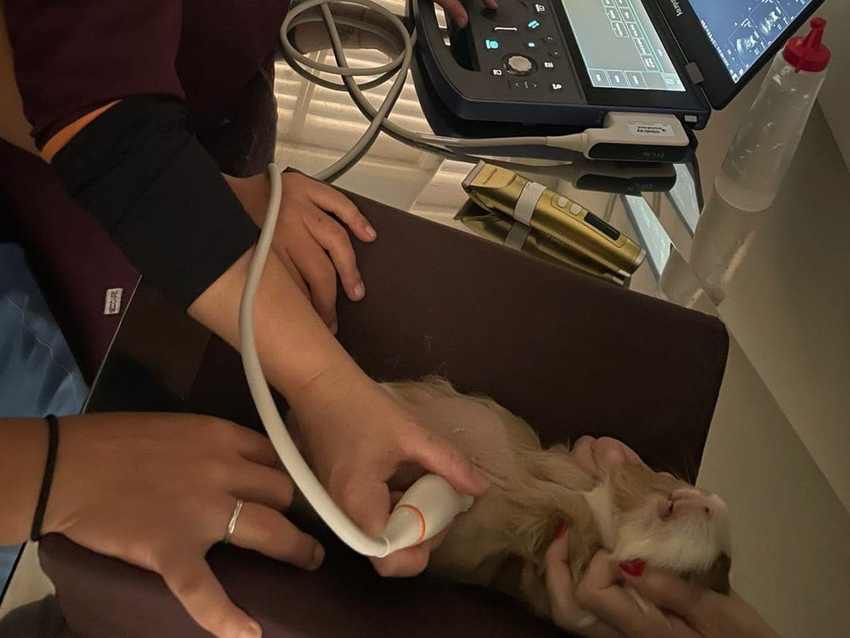 Ultrassom em um porquinho-da-índia deitado de costas, com o transdutor na barriga e o aparelho portátil ao lado