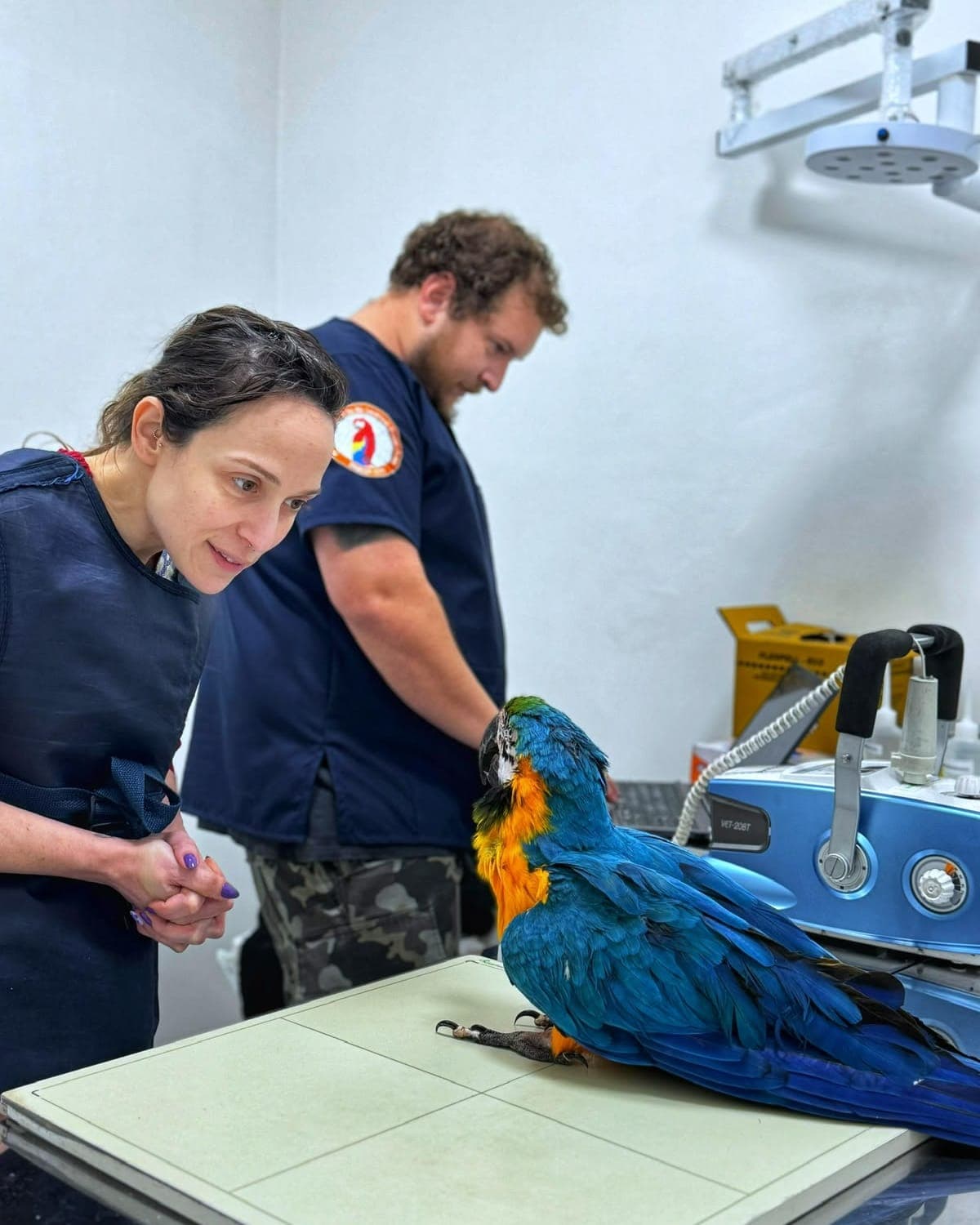 Dra. Mariana Bizzo, de avental de chumbo, observando de perto uma arara-canindé em pé na mesa de raio-x da clínica