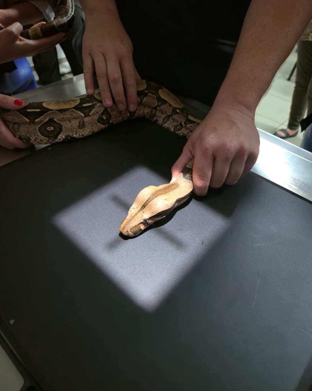 Jiboia posicionada na mesa de raio-x, com a luz do colimador marcando o quadrado sobre a cabeça e mãos segurando o corpo