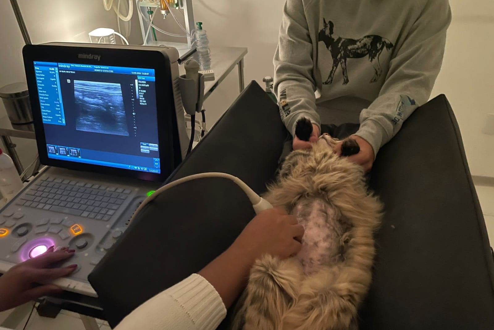 Ultrassom abdominal em um gato de pelo longo deitado de costas na mesa, com o transdutor na barriga e a imagem no monitor do aparelho